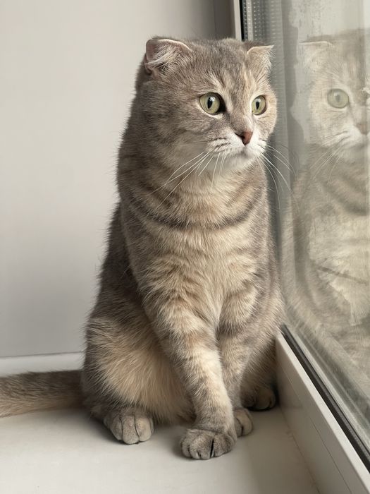 Отдам в добрые руки