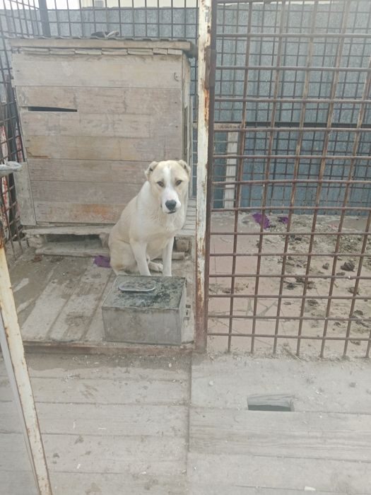 Продаётся САО. .