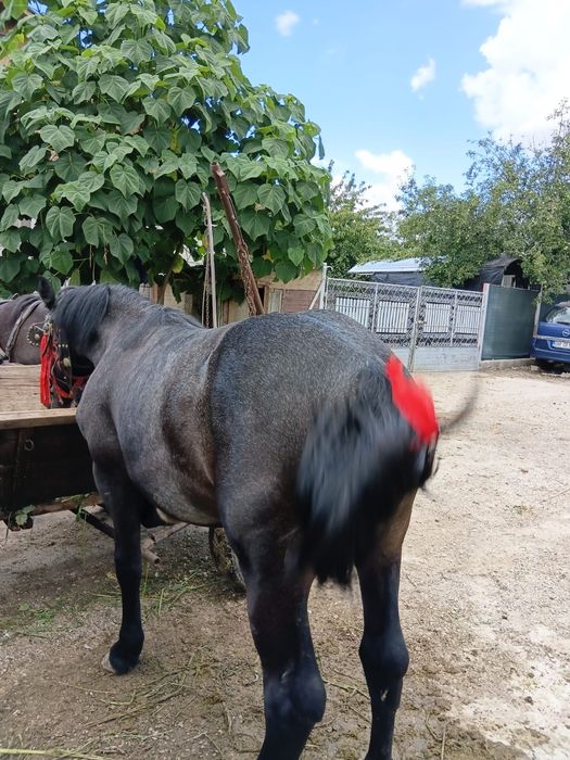 Mânză, 1 an de zile