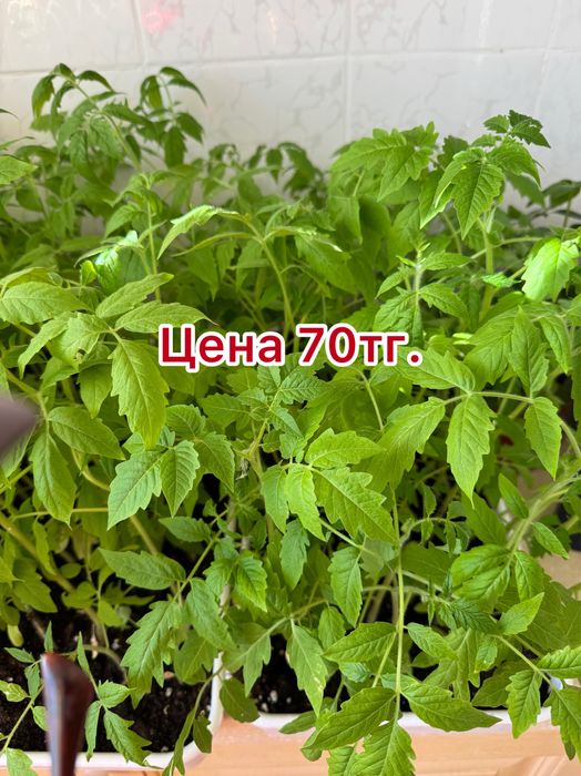 Продам рассаду помидор 70тг