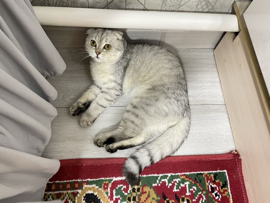 Серебрести шиншила скотш фолт