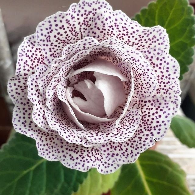 Продаются детки глоксиний