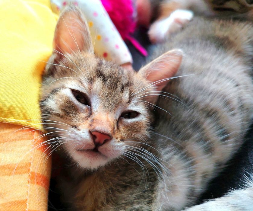 ПОДАРЯВАМ 5 женски котенца