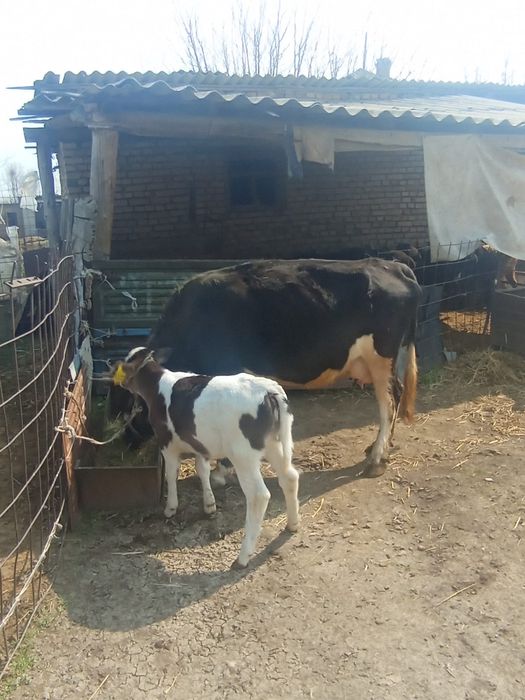 Сиыр бузауымен сатылады