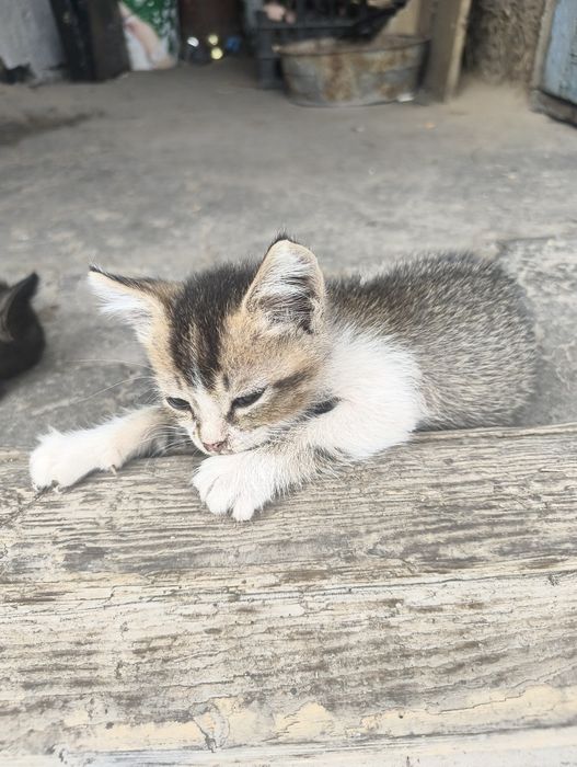 Маленькие котята
