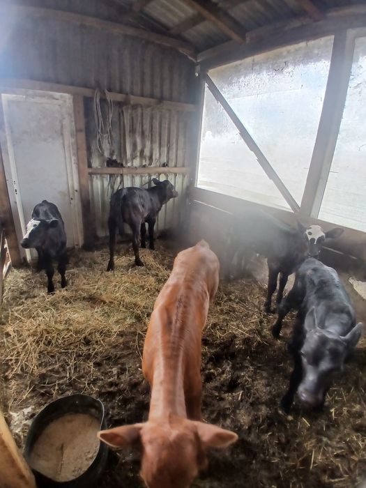 Vand 8 vitei : 7 metis angus si 1 baltat