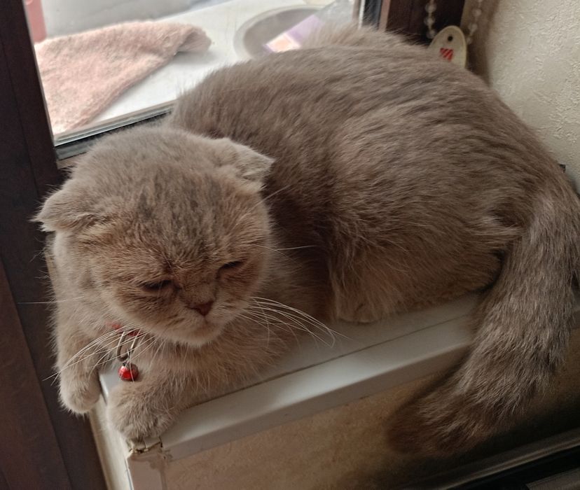 Продается котенок девочка