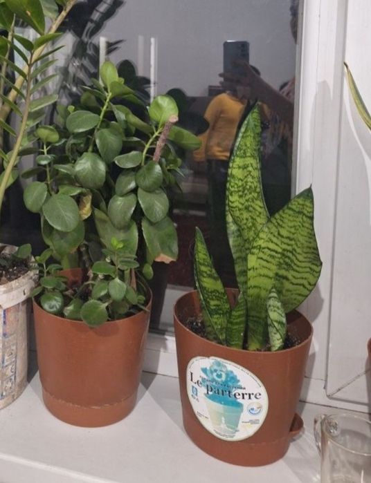 Комнатные растения