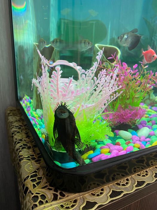 В продаже аквариум