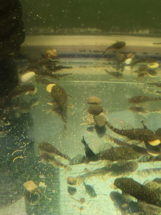 Продам молодняк анциструса.