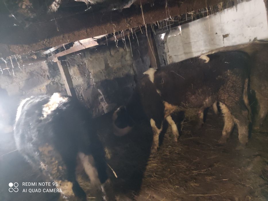 Продам бычков стоят на откорме