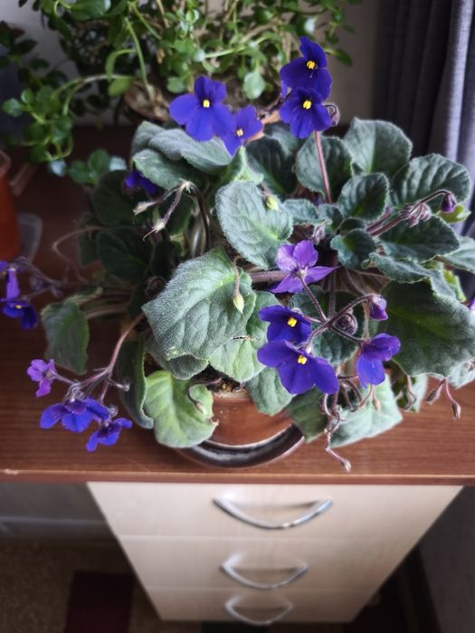 Цветы комнатные фиалки толстянка каланхоэ, эониум, спатифилум