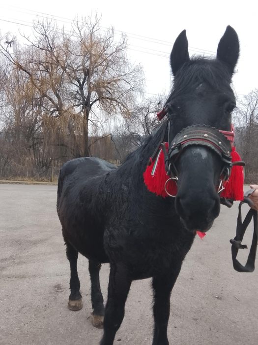 Vând iapă foarte bună