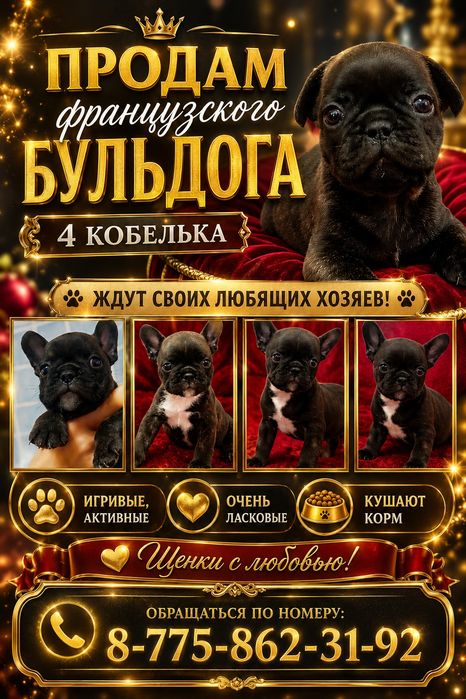 Французский бульдог