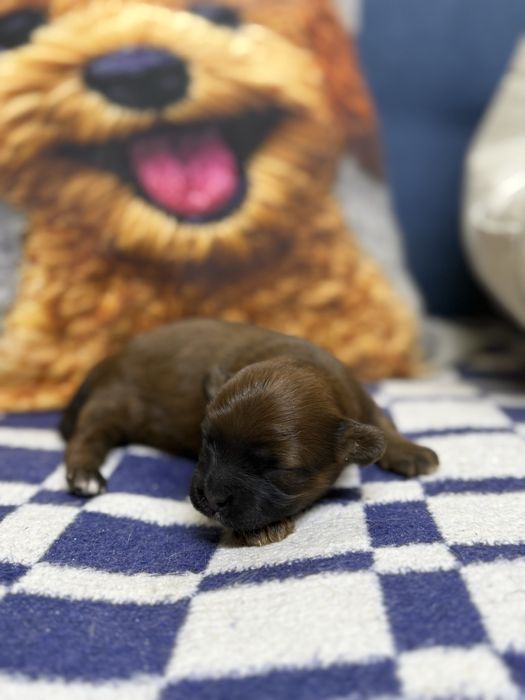 Продам мальтипу , два мальчика и девочка