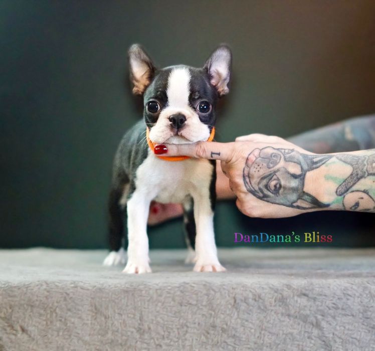 Boston terrier cu pedigree - fetita