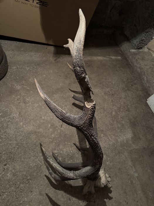 Trofeu coarne de cerb