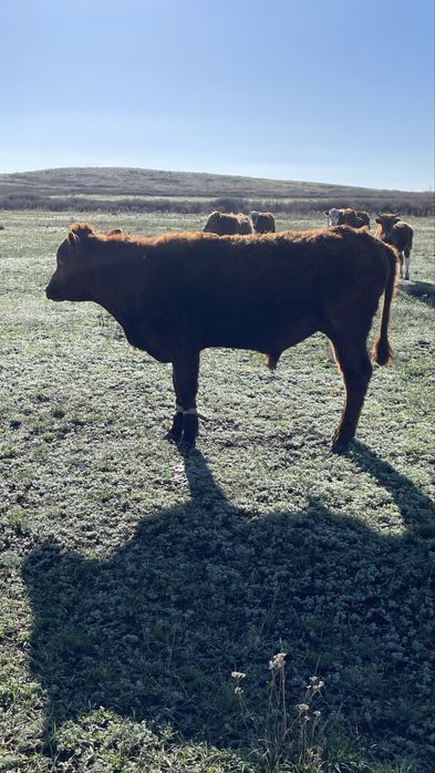 Еркек бұқалар сатылады