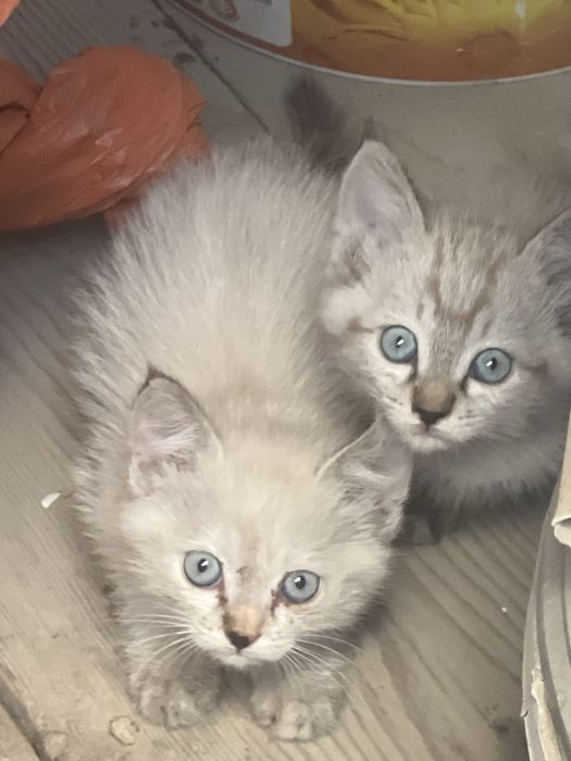 кот, котята, мысык