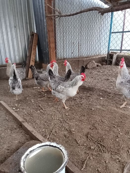 Куры несушки Борковская Барвистая