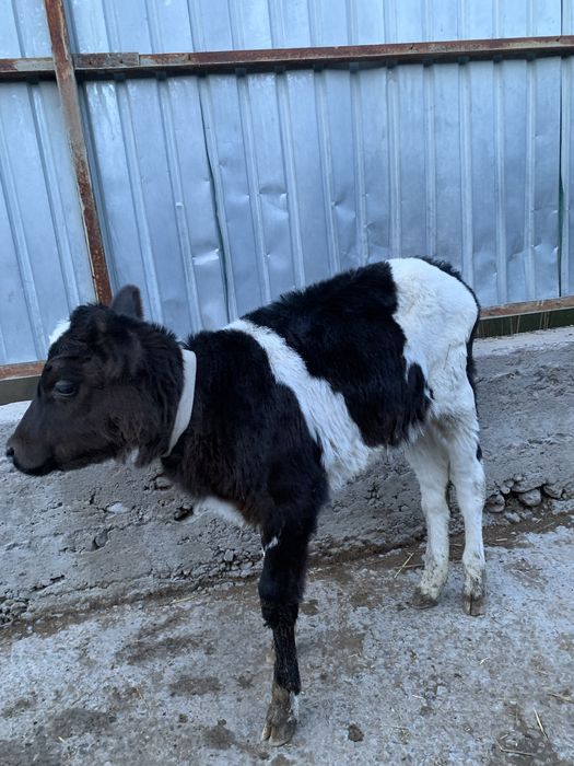 Голштейн бұзауы сатылады