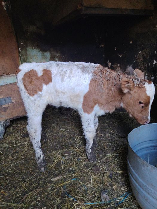 De vi zare vital de 3 saptamini