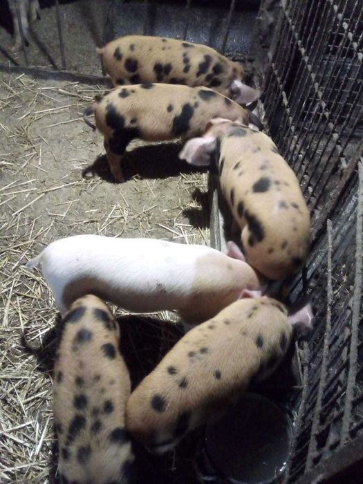 Продам месячных поросят