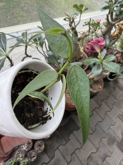Hoya polyneura 'Vietnam' два черенка