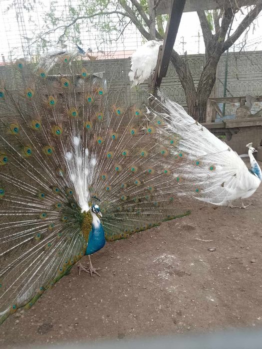 Pauni diferite varietati de culoare