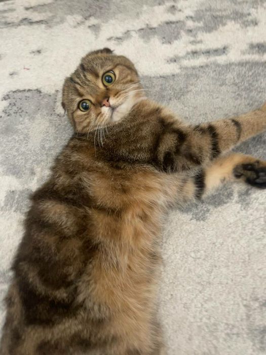 Pradayotsa koshka 7 meses