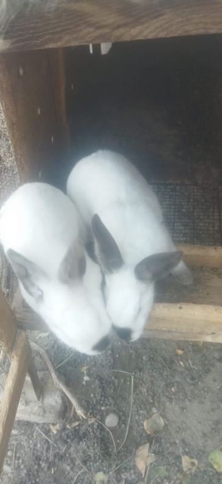 Калифорния ва фландр куенлар сотилади