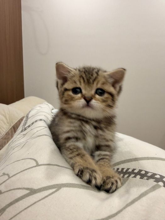 Котенок ищет дом