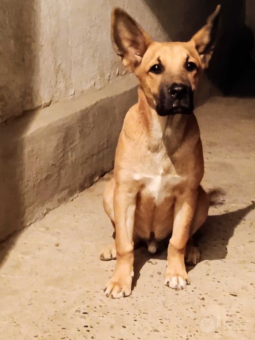 Pitbull Gibrit erkak