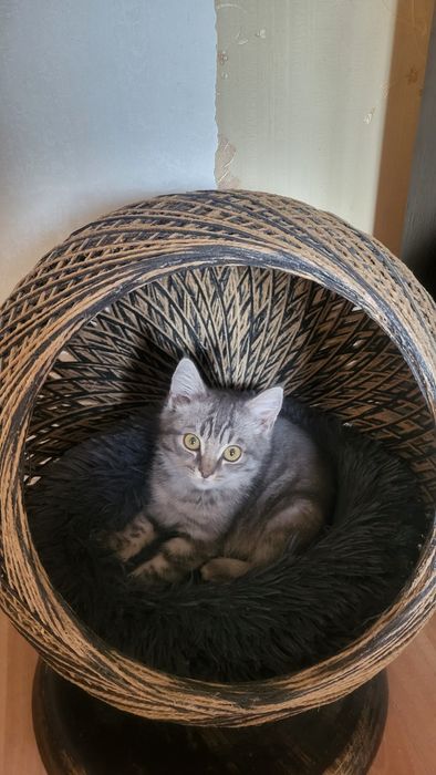 Отдам котёнка в добрые руки!