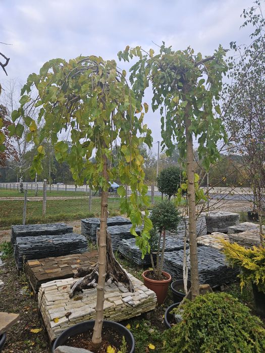 Palmieri tranhicarpus plante