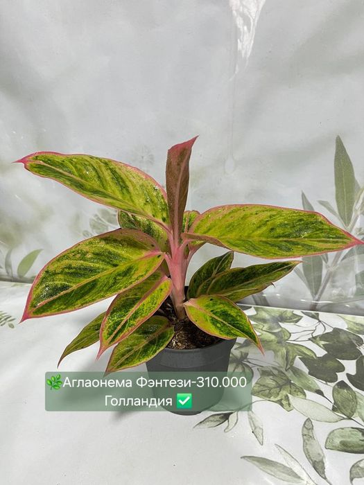 Калатея Орната и Аглаонемы разных сортов  и др