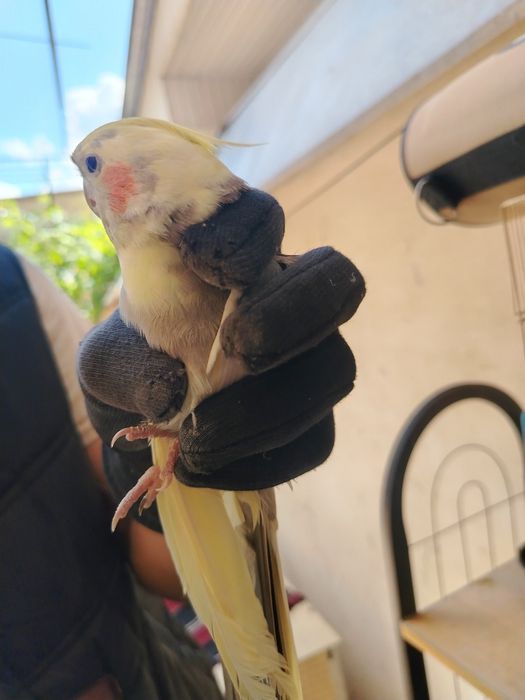 Karella qushimiz sotiladi o'g'il bola