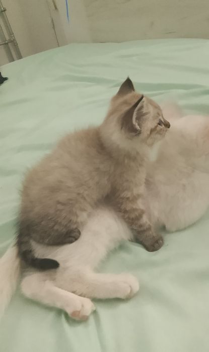 Марғау сатылады, 1 айлық