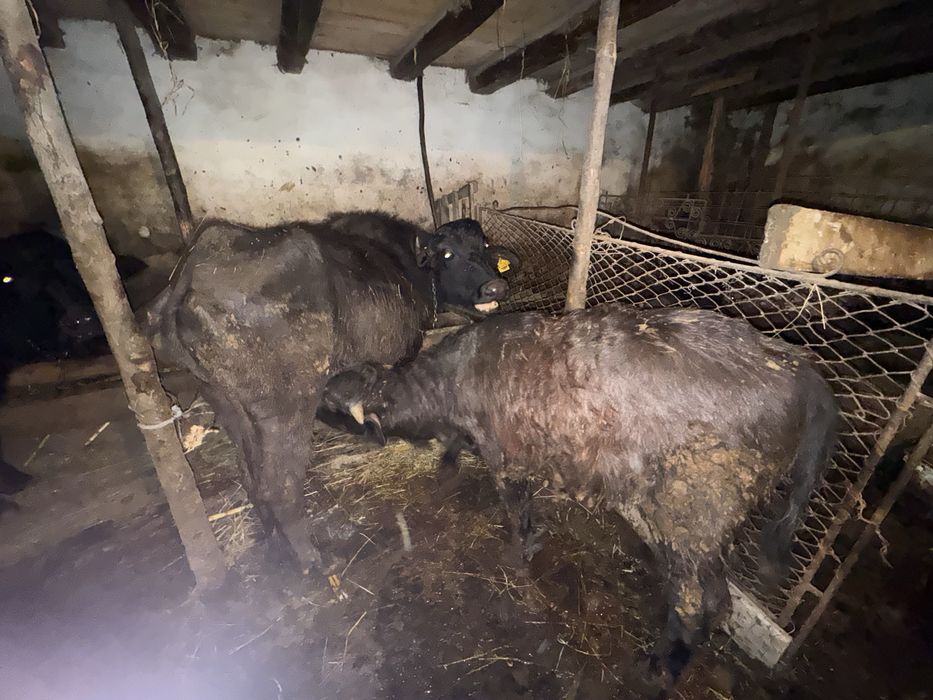 Vand vitel si bivolita separat sau impreuna