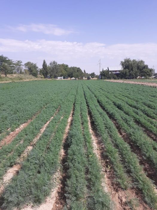 Семена укропа Дельта 1кг