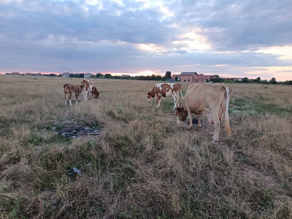 Vând o vacă și trei vițele și un taur