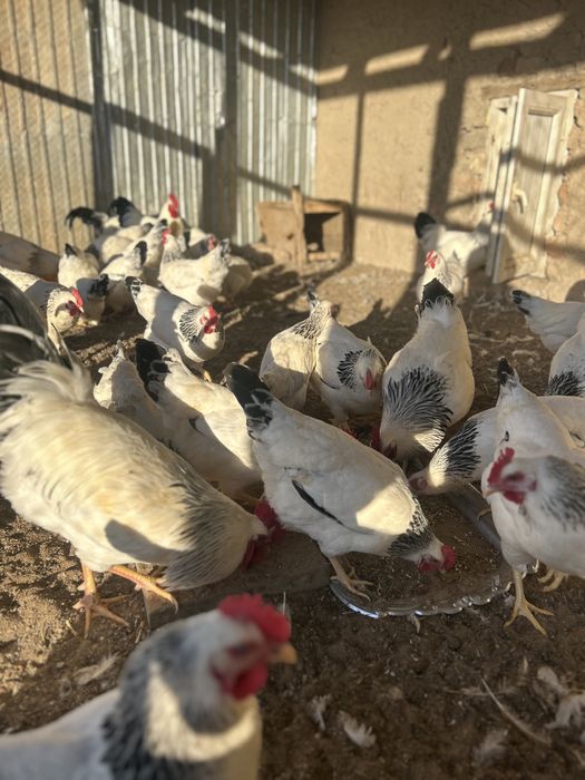 Балапан Адлер цыплята