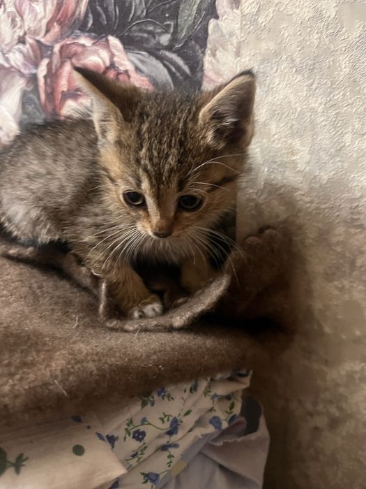 Отдам котенка бесплатно