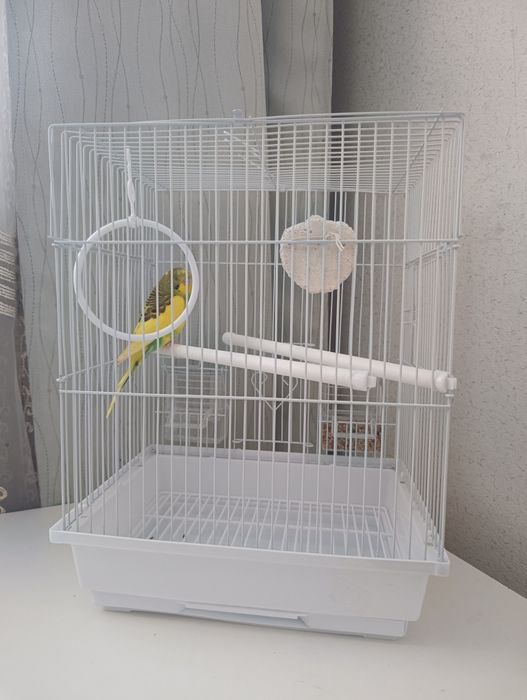 Продам попугая с клеткой