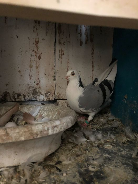 Porumbei Jucatori de Galati