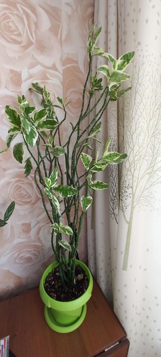 Цветы не дорого  от 1500