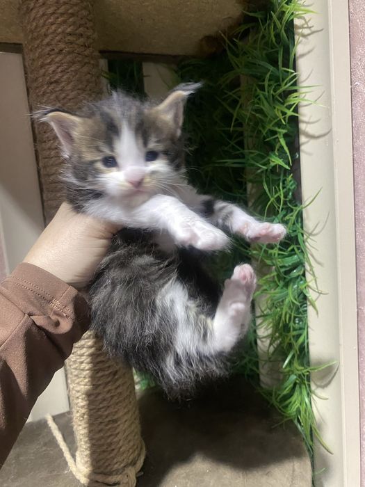 Готовы к брони Мейн куны из питомника