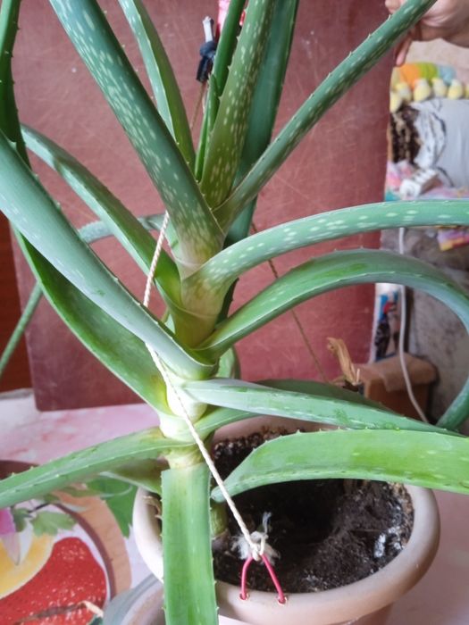 Продам алоэ Вера на лекарство