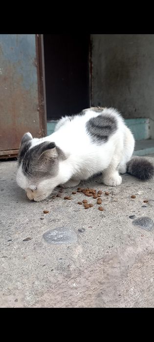 Вислоухая белая кошка