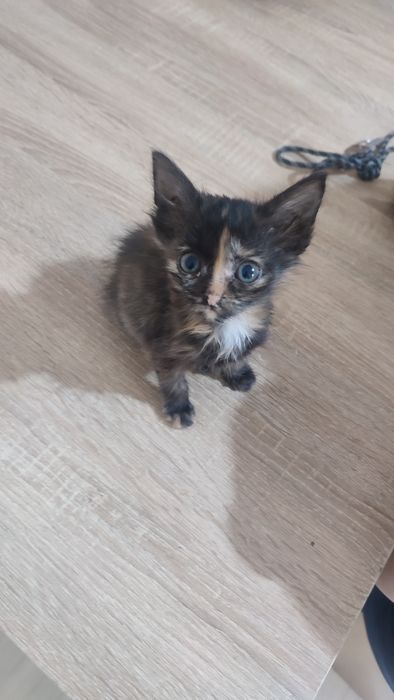 Отдам котят в хорошие руки